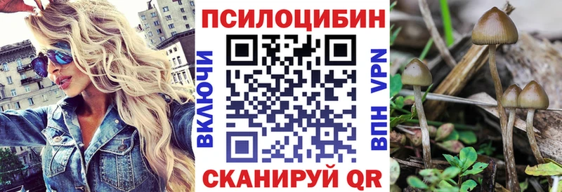 Псилоцибиновые грибы Psilocybe  Вяземский 